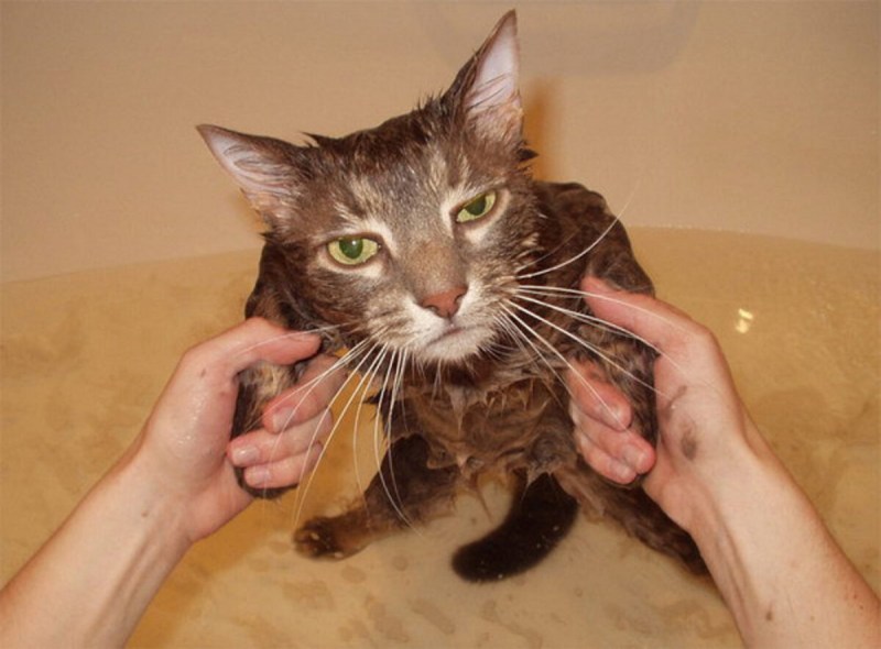 Котенок покакал
