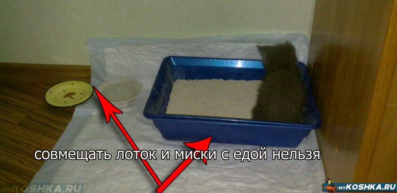 Кошка в тапке