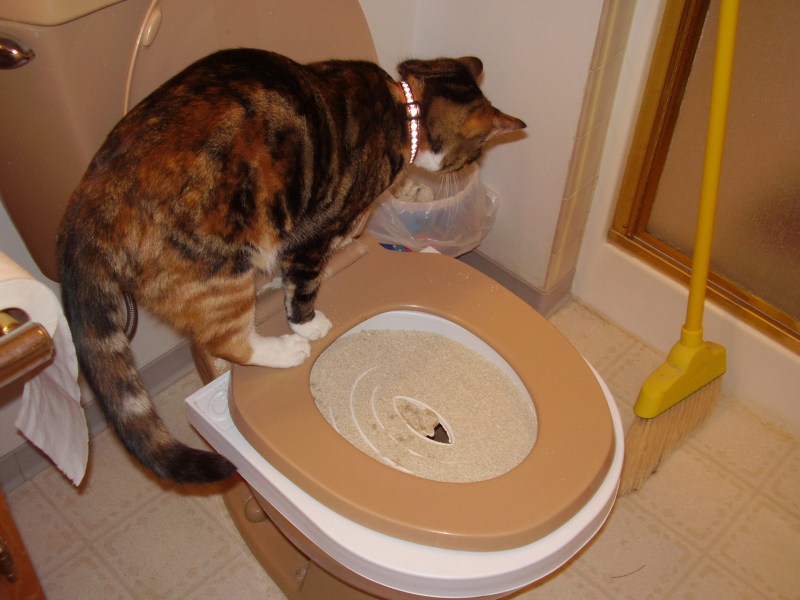 Кот на унитазе