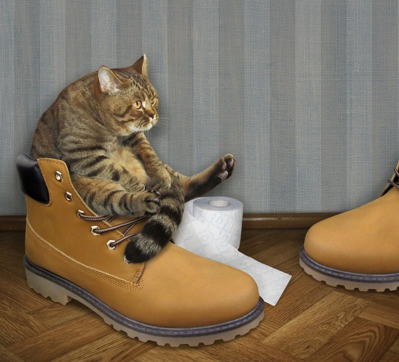 Коты в тапках