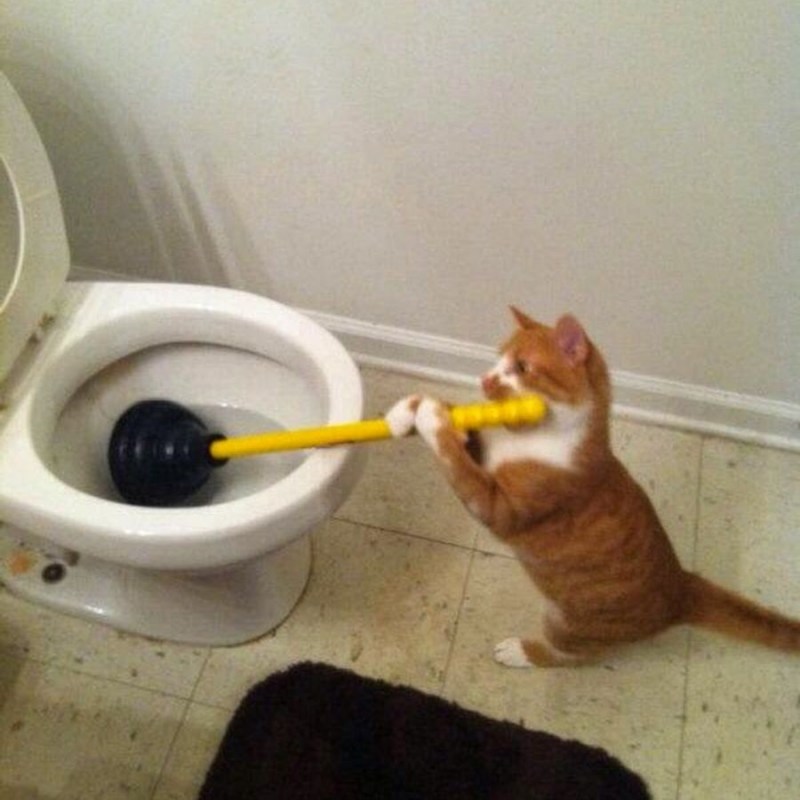 Лоток для кота