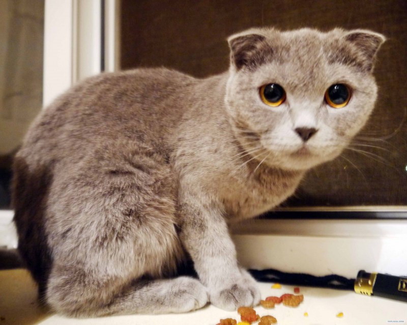 Кот какает