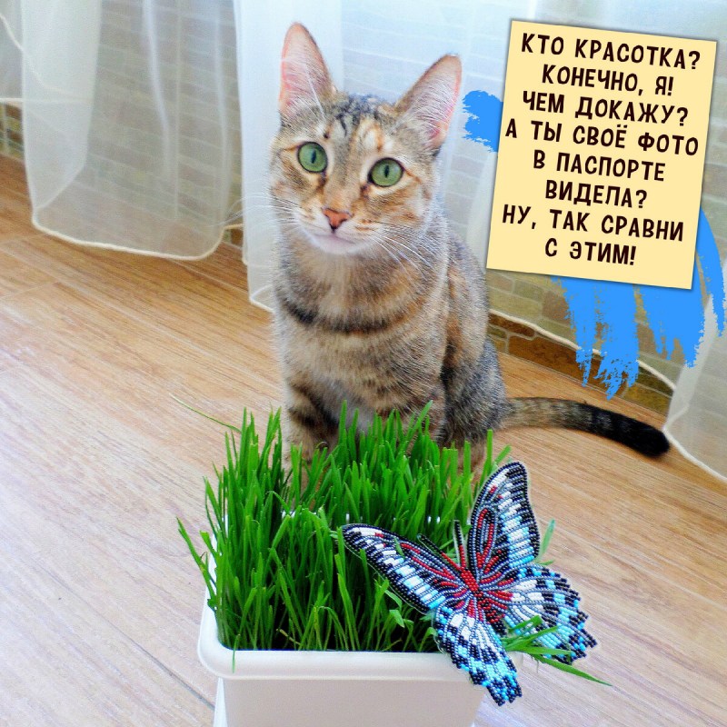 Унитаз для кошек