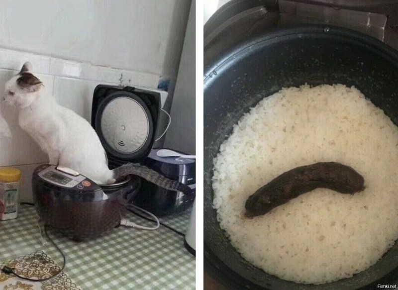 Кот какает