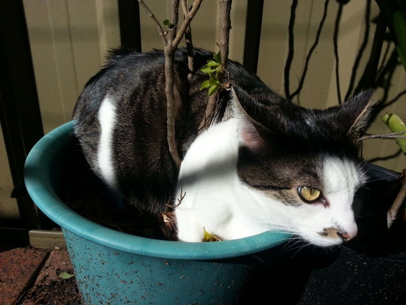 Котик лежит
