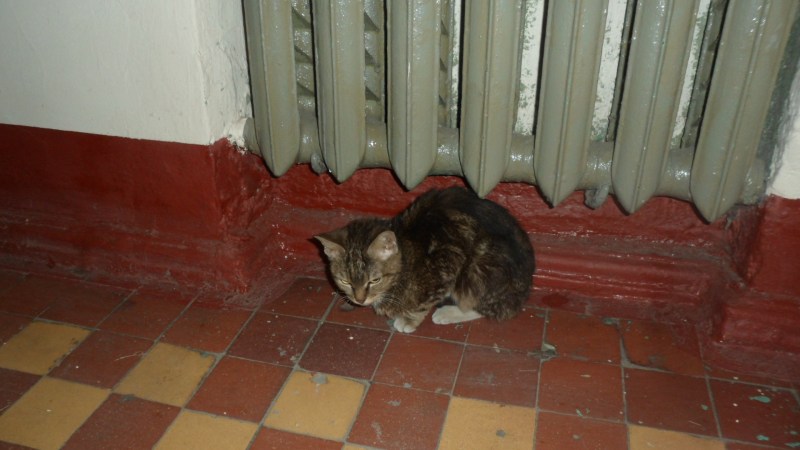 Кошка на ковре