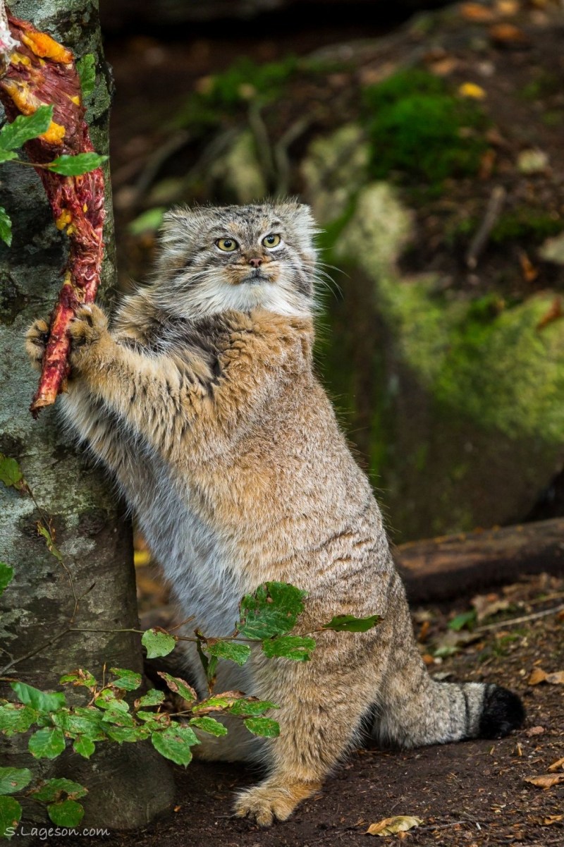 Кот Манул