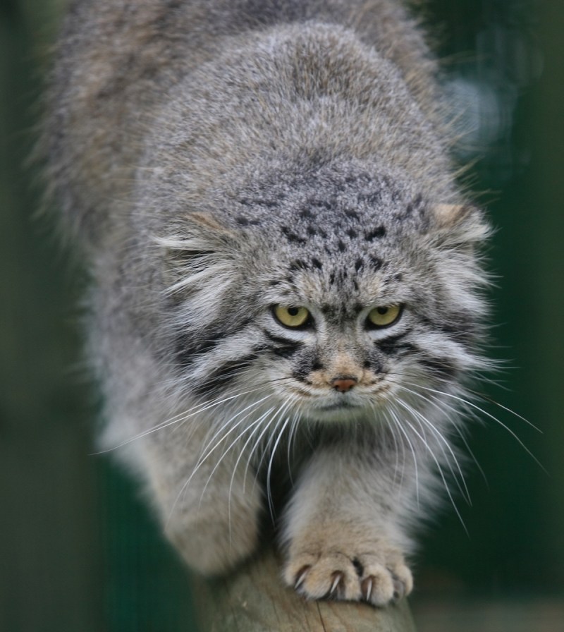 Монгольский кот Манул