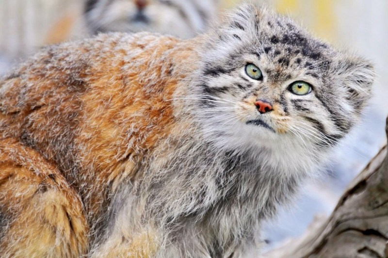 Снежный кот Манул