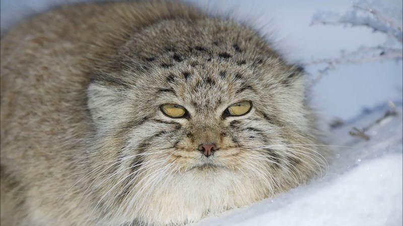 Дальневосточный кот Манул