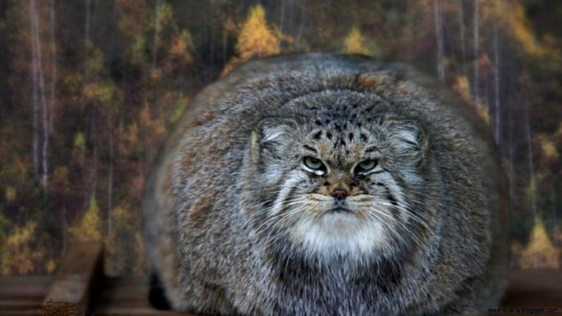 Степная кошка Манул