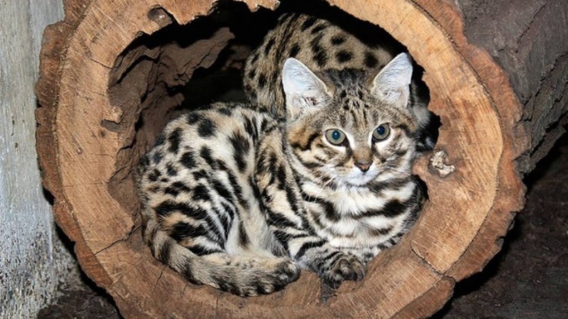 Южно Африканская черноногая кошка