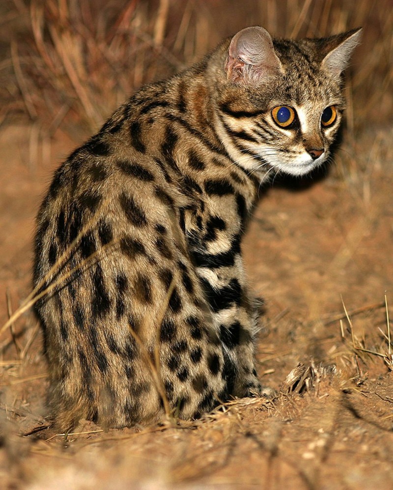 Африканский дикий кот черноногая кошка