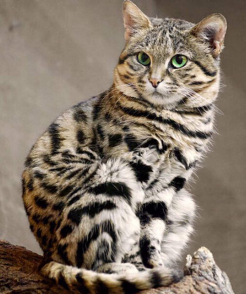 Черноногая кошка Калахари