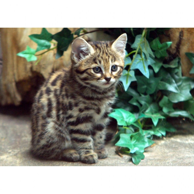 Карликовые черноногая кошка