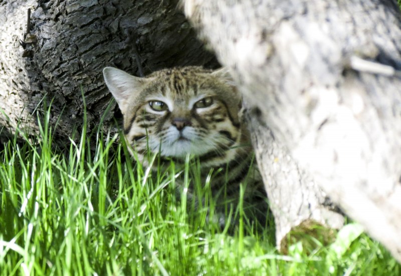 Черноногая кошка