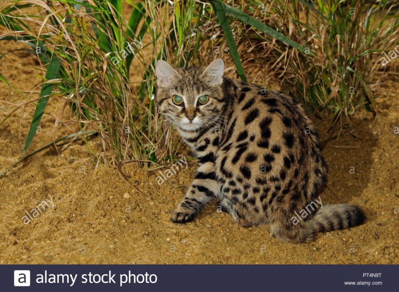 Черноногая кошка