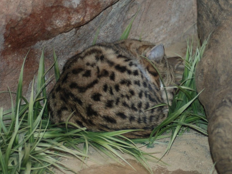 Африканский дикий кот черноногая кошка