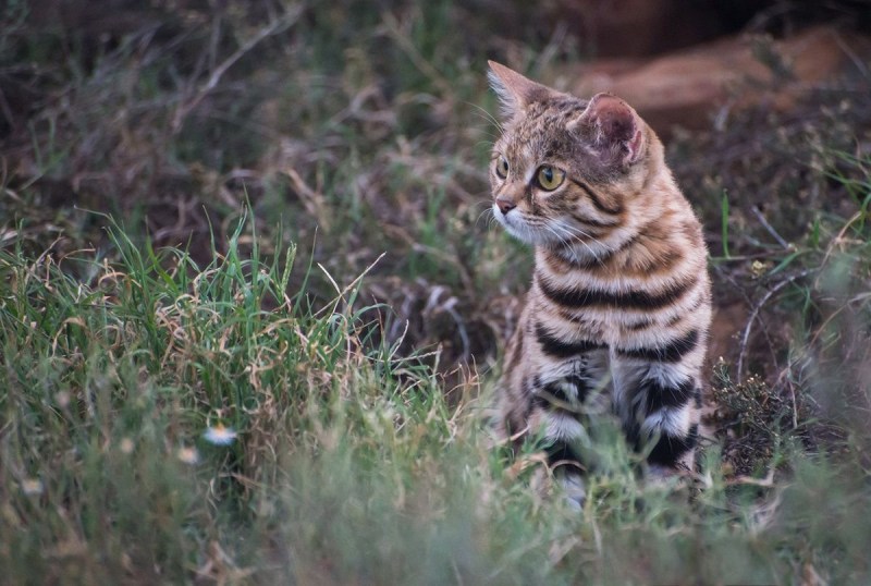 Африканский дикий кот черноногая кошка