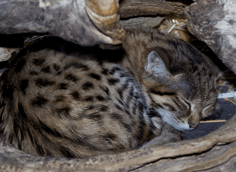 Черноногая кошка котята