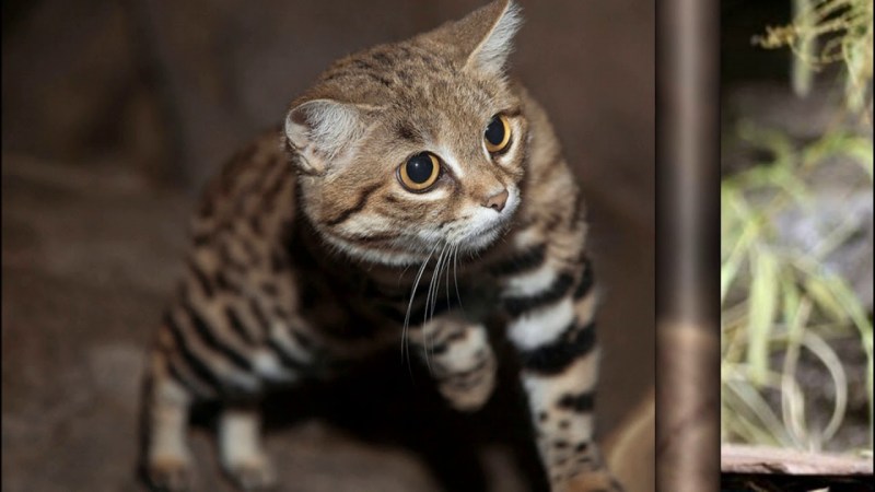 Африканский дикий кот черноногая кошка