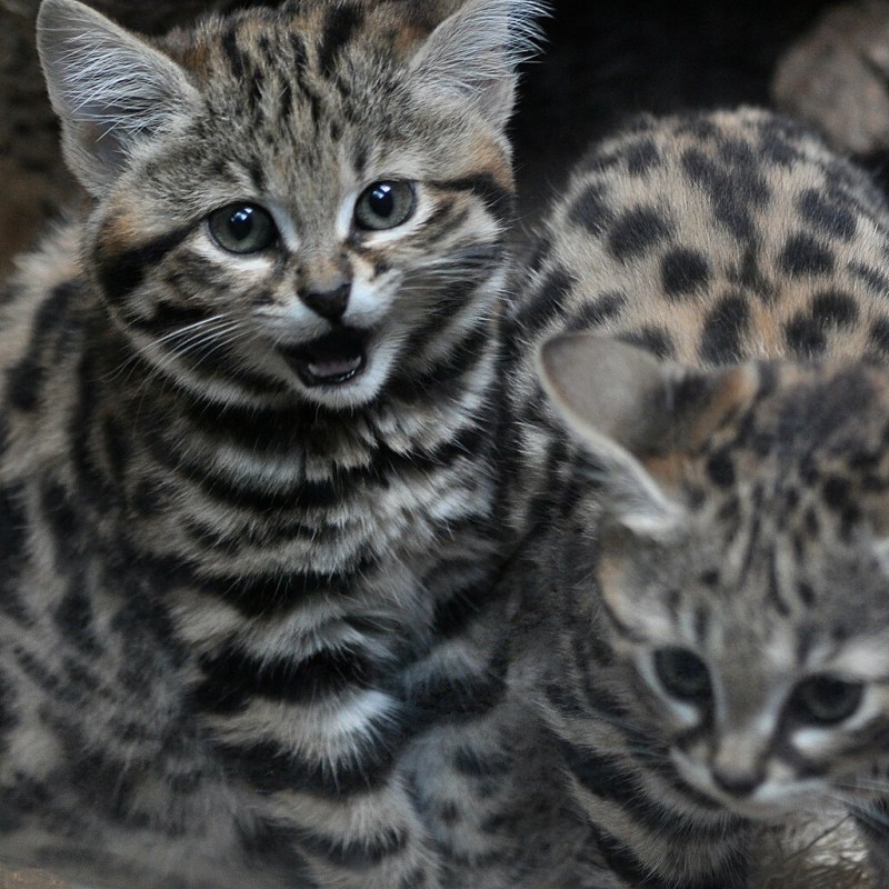 Африканская Дикая кошка черноногая кошка