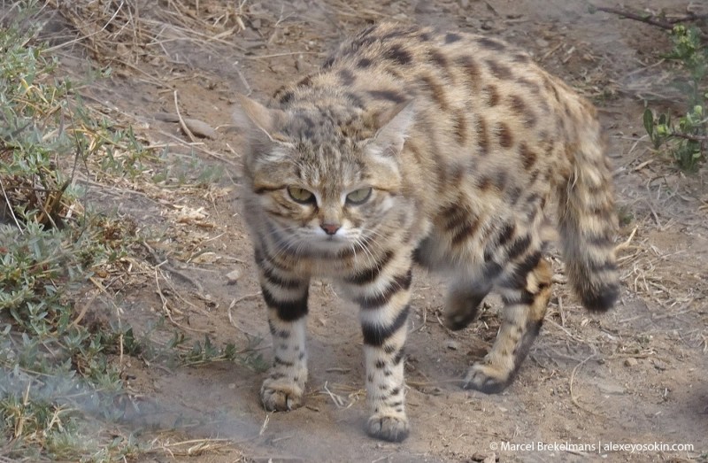Черноногая кошка Размеры
