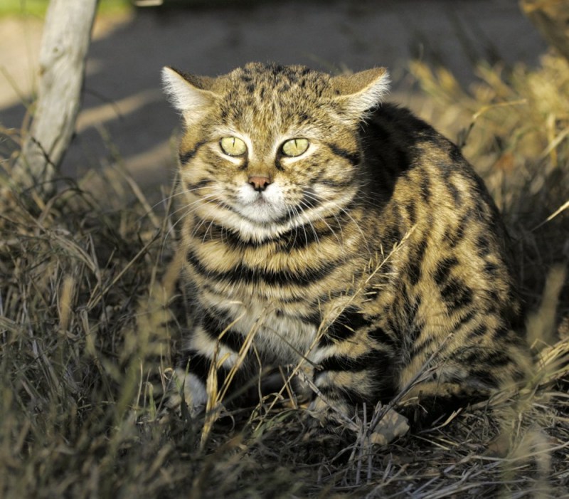 Порода черноногая кошка