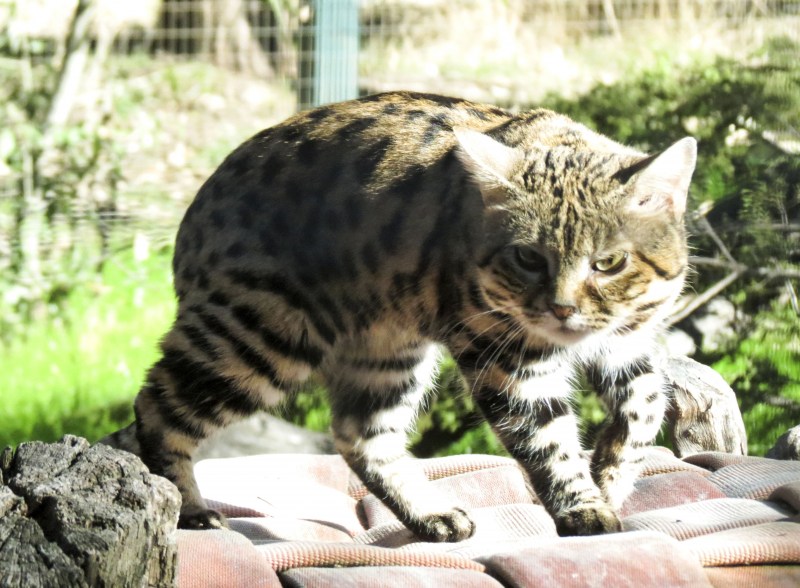 Черноногий кот