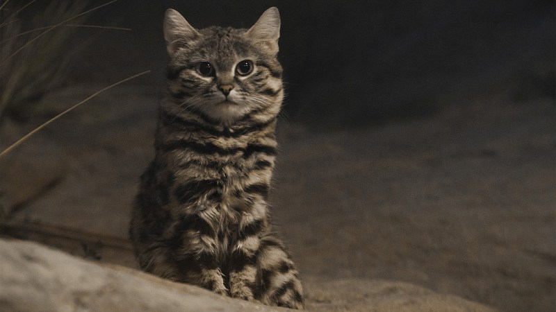 Африканский дикий кот черноногая кошка