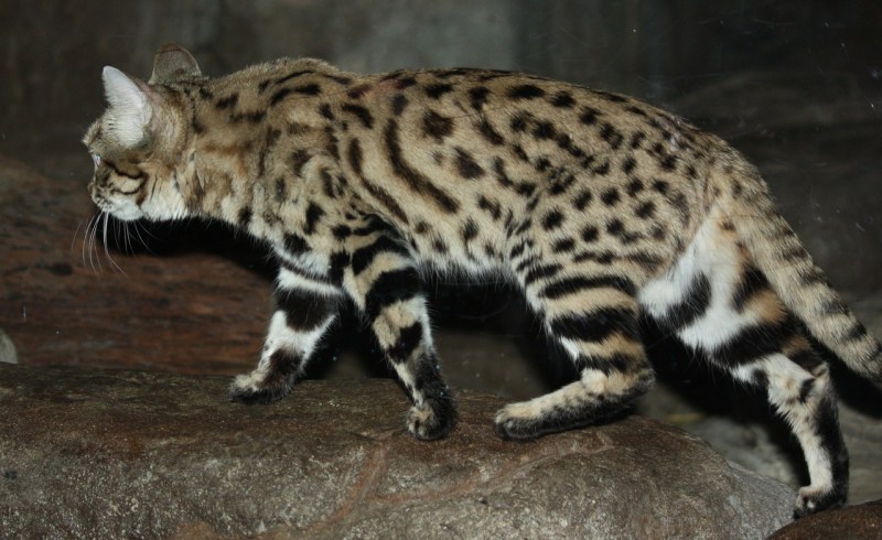 Черноногая кошка (Felis nigripes)