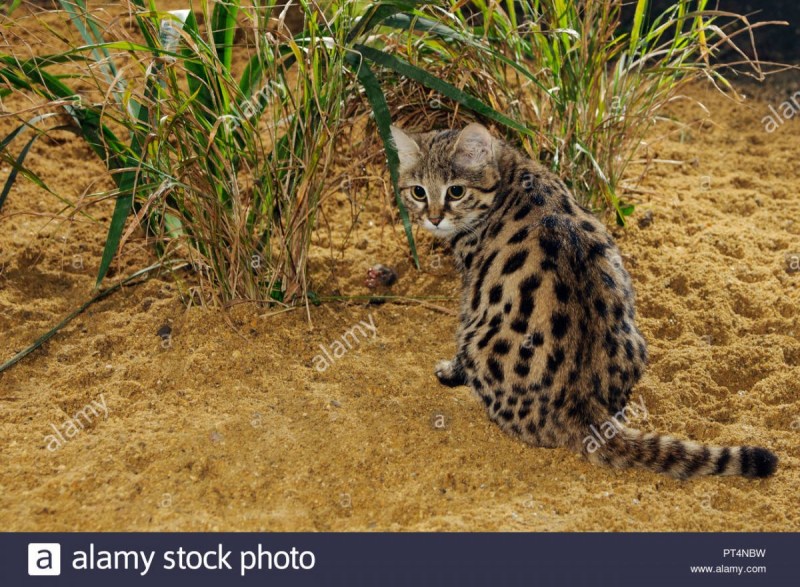 Черноногая кошка котята
