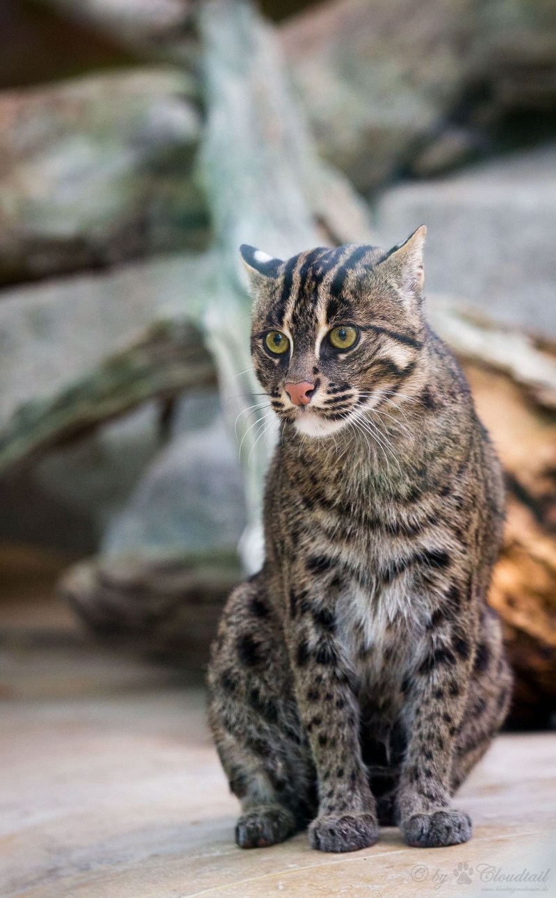 Черноногая кошка (Felis nigripes)