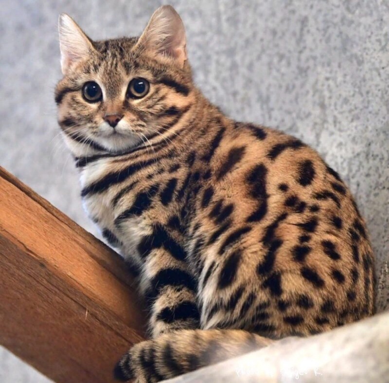 Черноногая кошка
