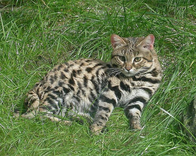 Песчаная черноногая кошка