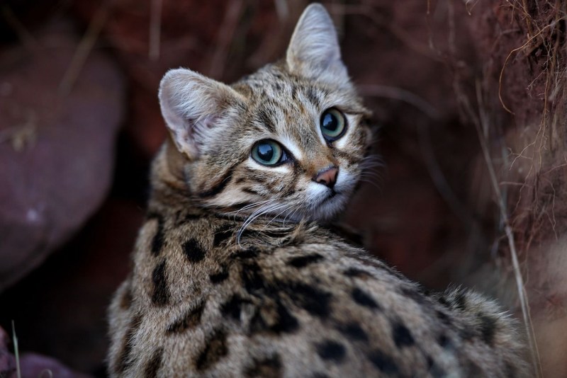 Дикая черноногая кошка