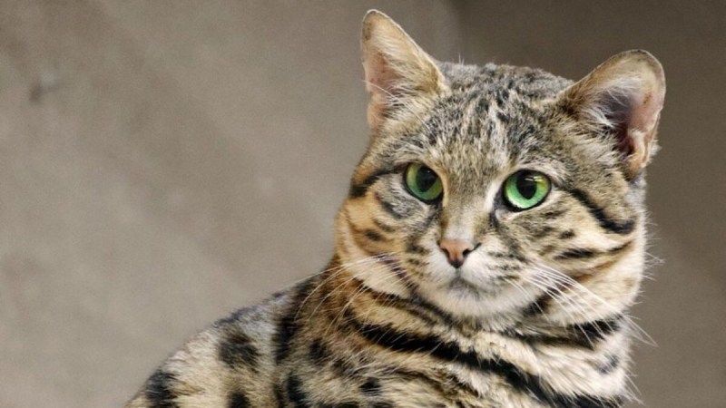 Чилийская кошка котята