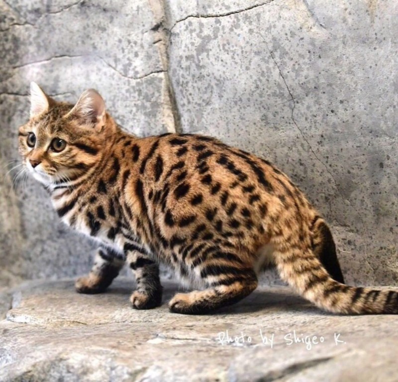 Дикая Африканская черноногая кошка