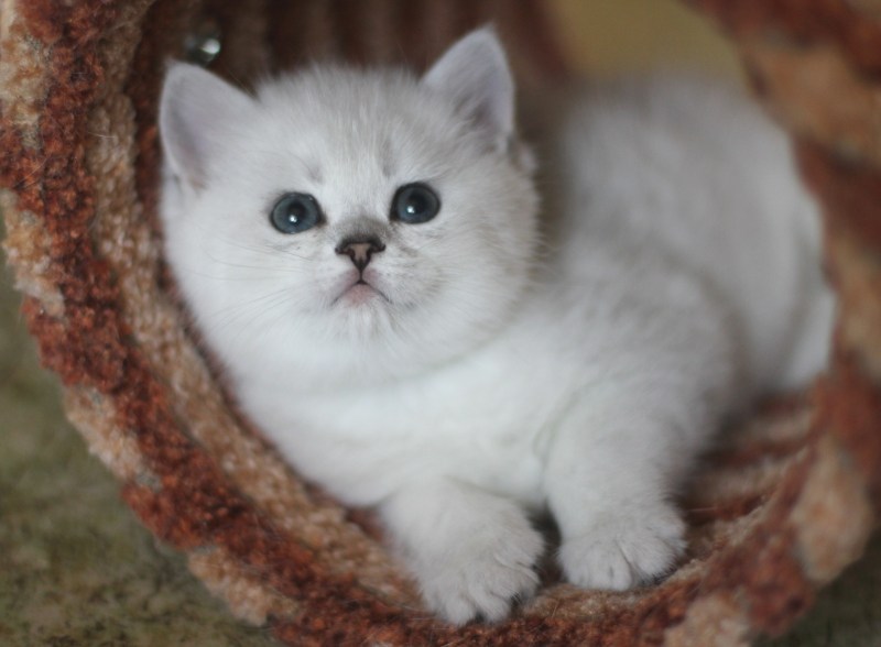 Британская шиншилла котята