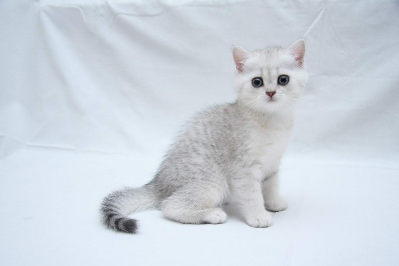 Британец шиншилла