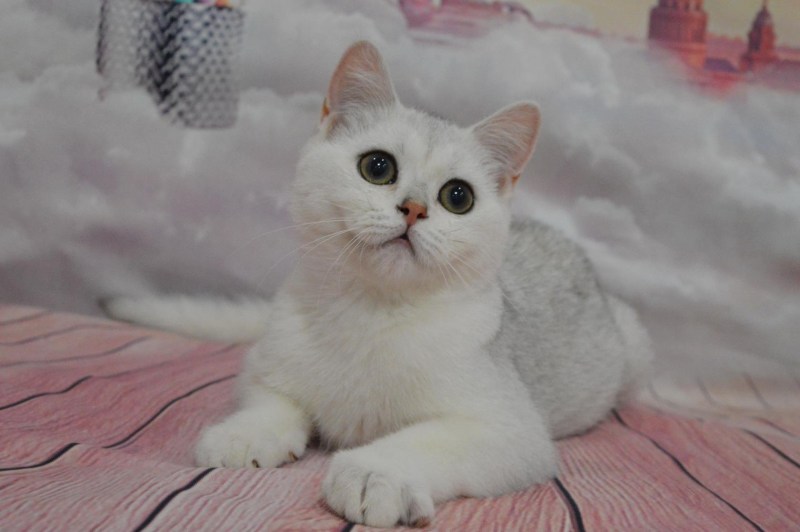 Британская короткошёрстная кошка белая шиншилла