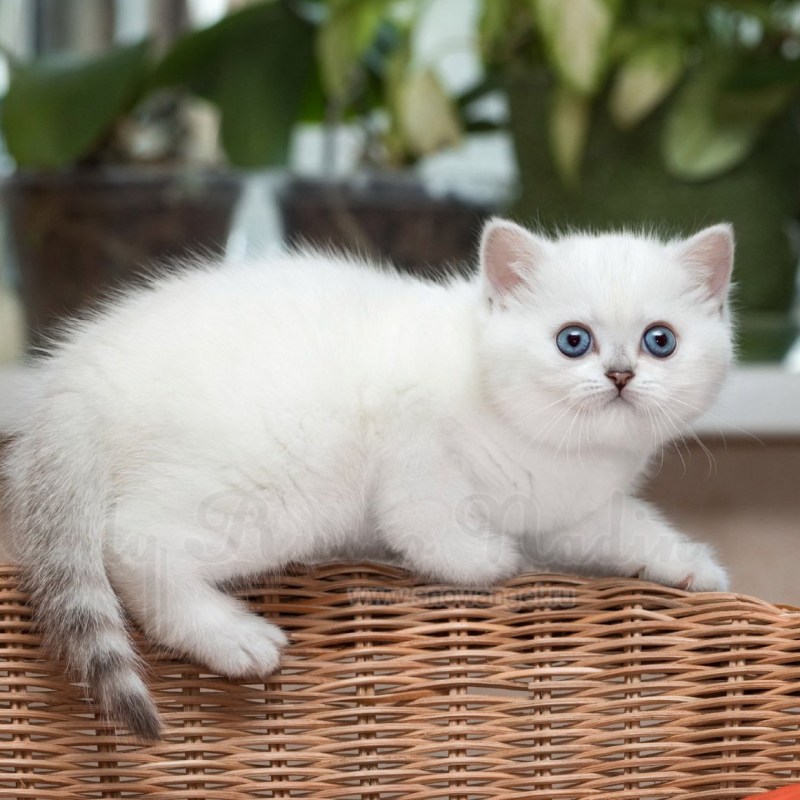 Белая шиншилла кошка