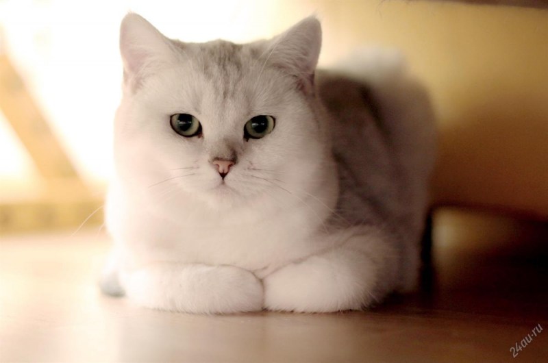 Кошка шиншилла фото