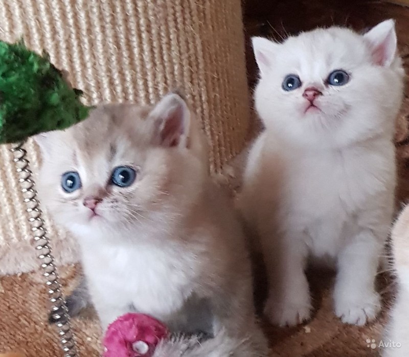 Скоттиш фолд белая шиншилла