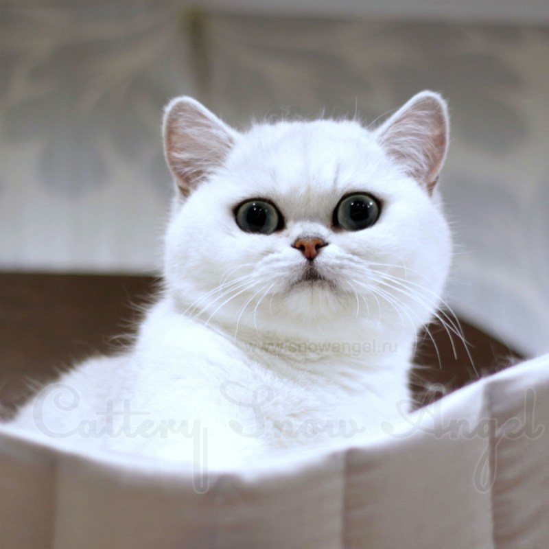 Серебристая шиншилла котенок 10 дней
