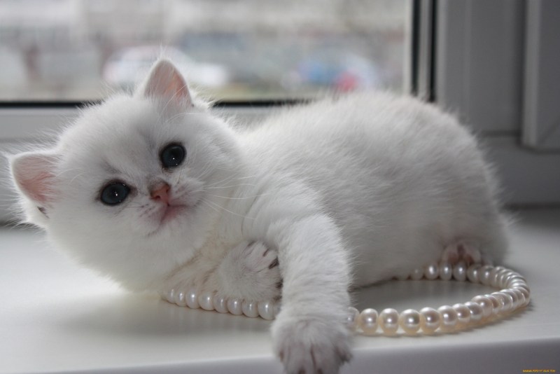 Британская короткошёрстная кошка шиншилла серебристая