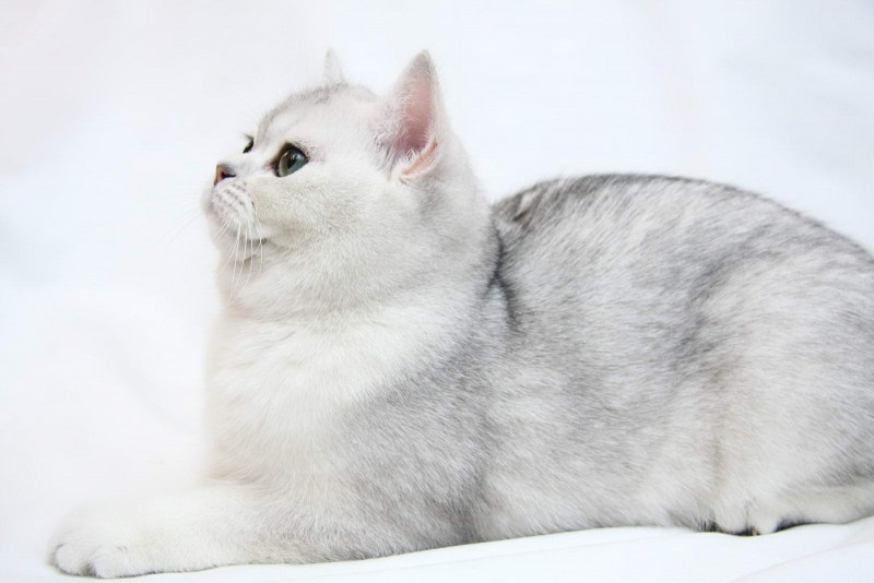 Серебристая шиншилла страйт котенок