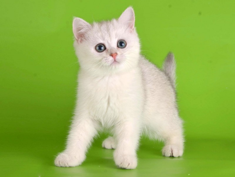 Британский кот шиншилла