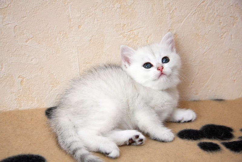 Шотландская короткошерстная шиншилла