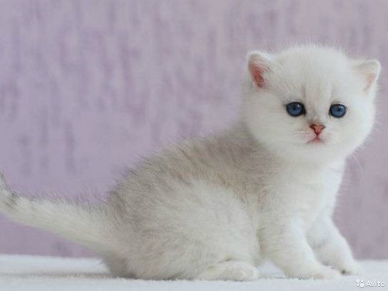 Британская короткошёрстная шиншилла